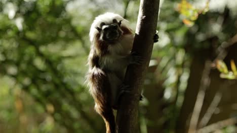 a critically endangered cotton-top tamarin clings to a tree in a shaft of light while tentatively exploring its surroundings