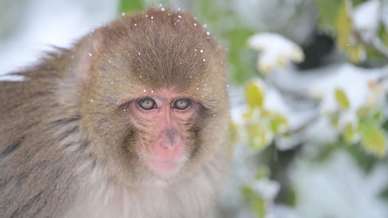 primer plano de mono macaco rhesus en caída de nieve
