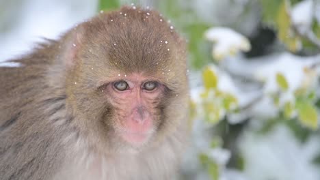 primer plano de mono macaco rhesus en caída de nieve