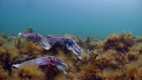 Riesige-Australische-Tintenfische-Sepia-Apama-Migration-Whyalla-Südaustralien-4k-Zeitlupe,-Paarung,-Eier-Legen,-Kämpfen,-Aggregation,-Unter-Wasser