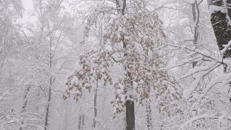 snow, forest in white winter