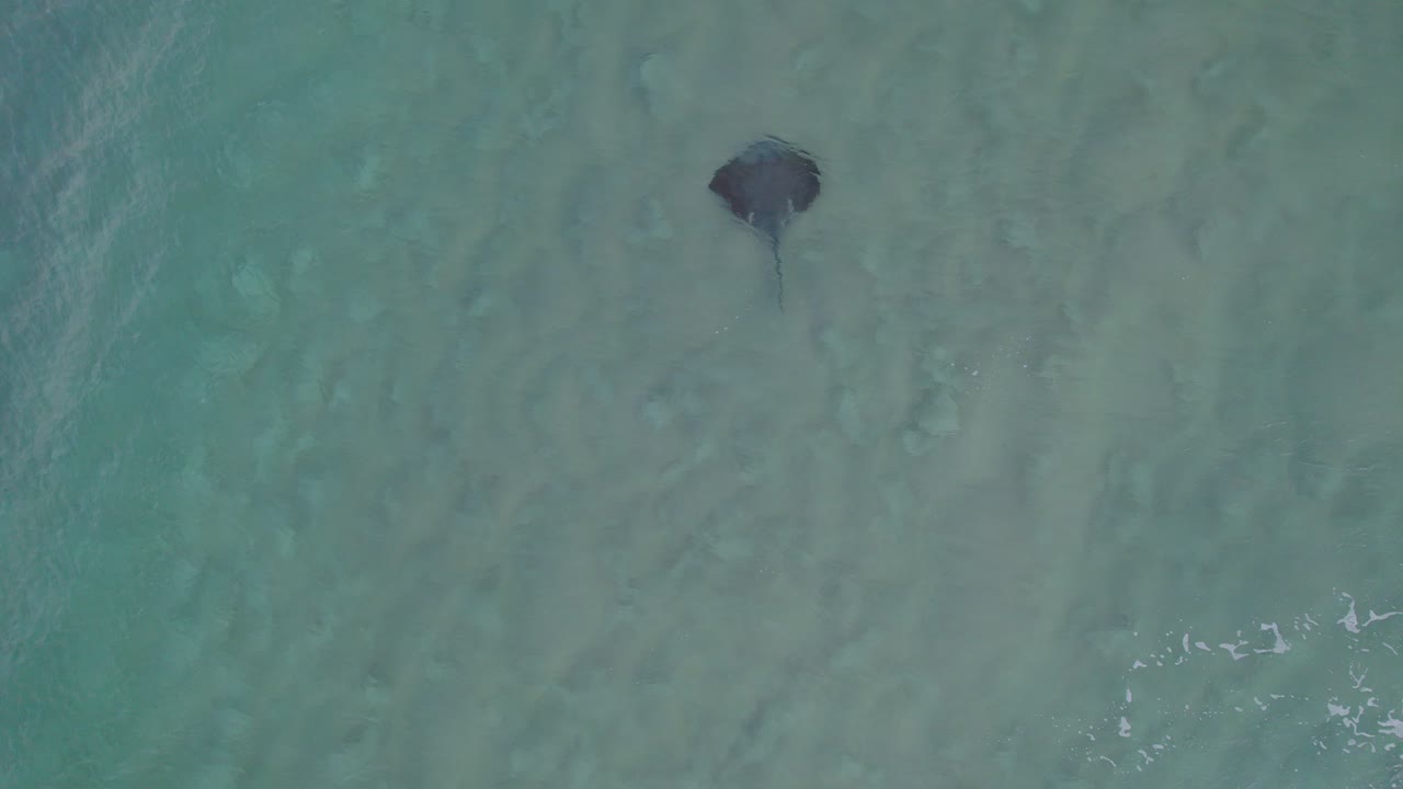vista superior de una raya nadando bajo el mar con aguas claras y olas salpicando en queensland, australia