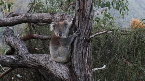 koala resting on a tree trunk in its natural habitat