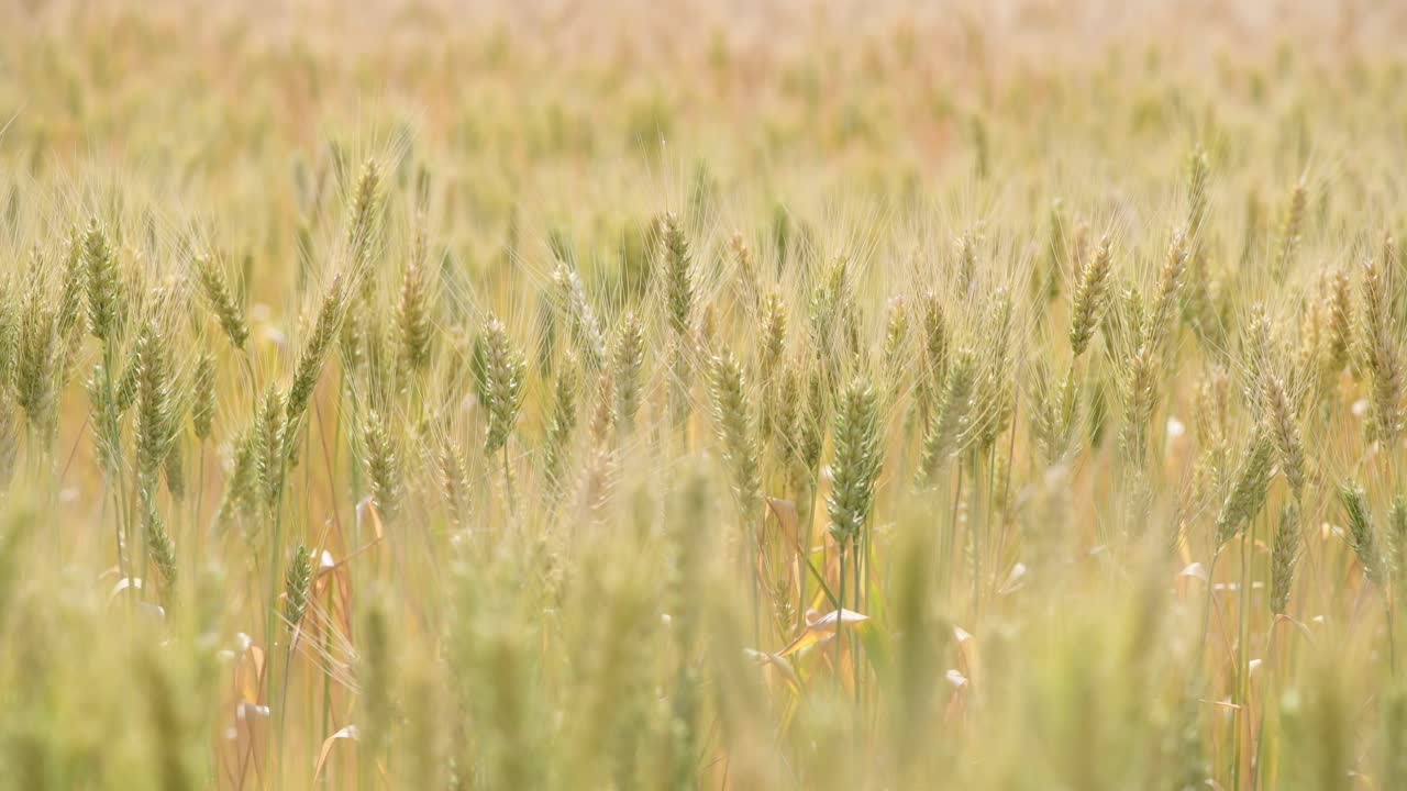 пшеничное поле