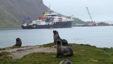 A-group-of-fur-seals-in-front-of-a-research-ship-at-King-Edward-Point,-South-Georgia