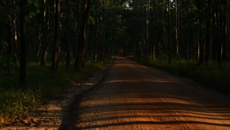 Forest-trees-casting-lines-of-shadows-on-a-brown-dirt-road
