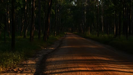 forest trees casting lines of shadows on a brown dirt road