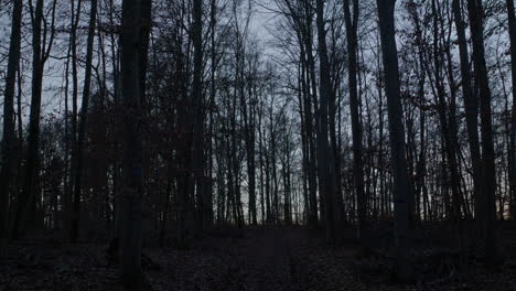 Toma-Súper-Amplia-De-Un-Bosque-Al-Atardecer