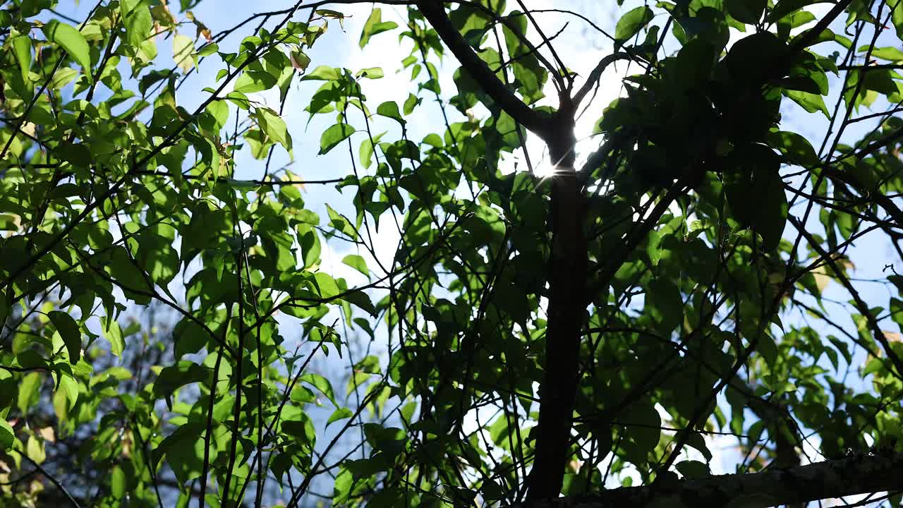 움직이는 나무 잎을 통해 박이는 빛