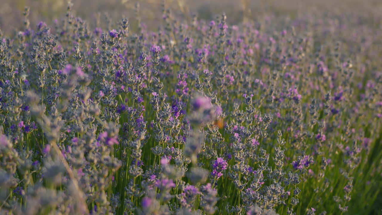 Panning shot of lavender flowers at sunset with bright warm sunlight, soft summer breeze, and blurred distant blooms creating a calming and natural summer atmosphere