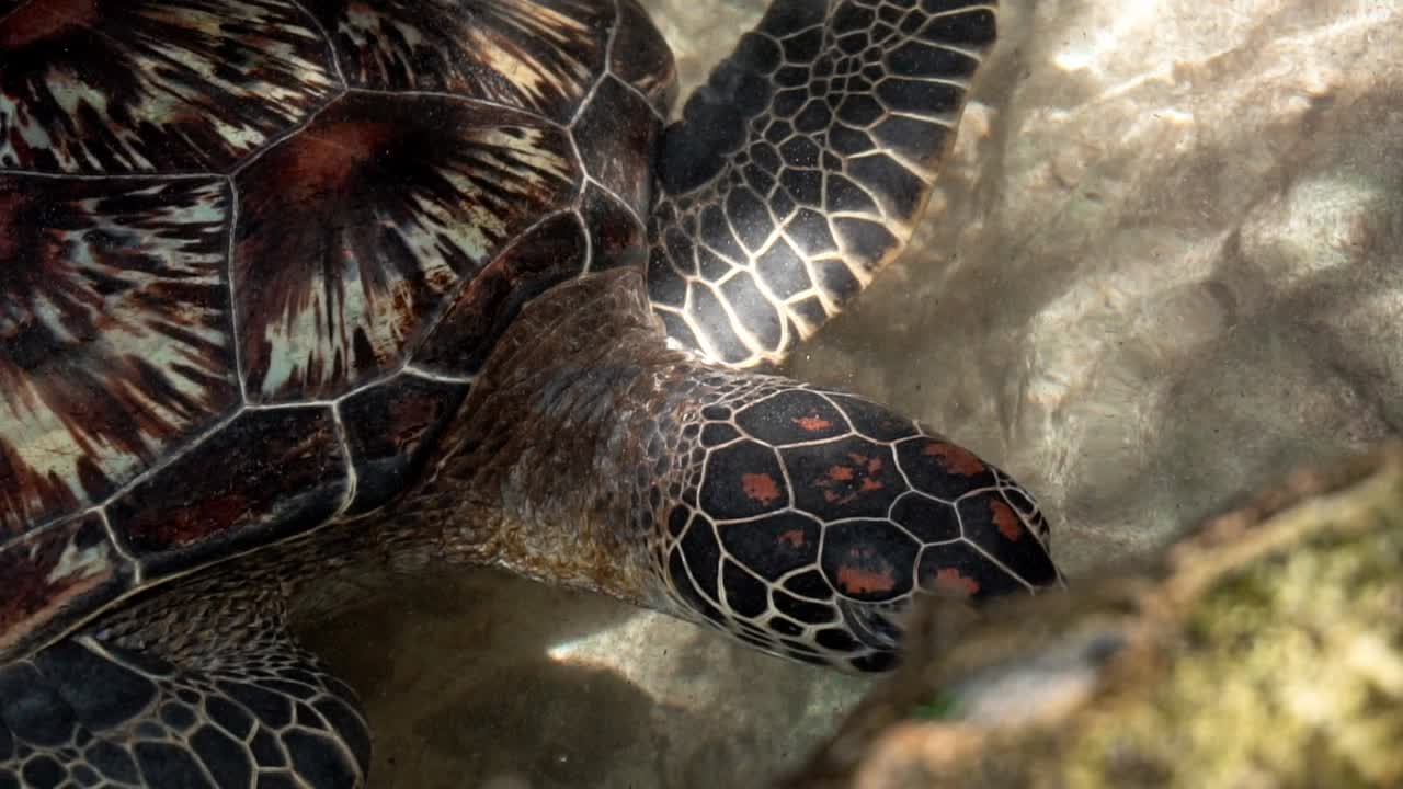 морская черепаха в поисках пищи у берега