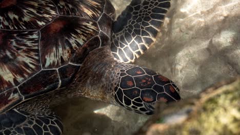 Sea-turtle-searching-for-food-near-the-shore