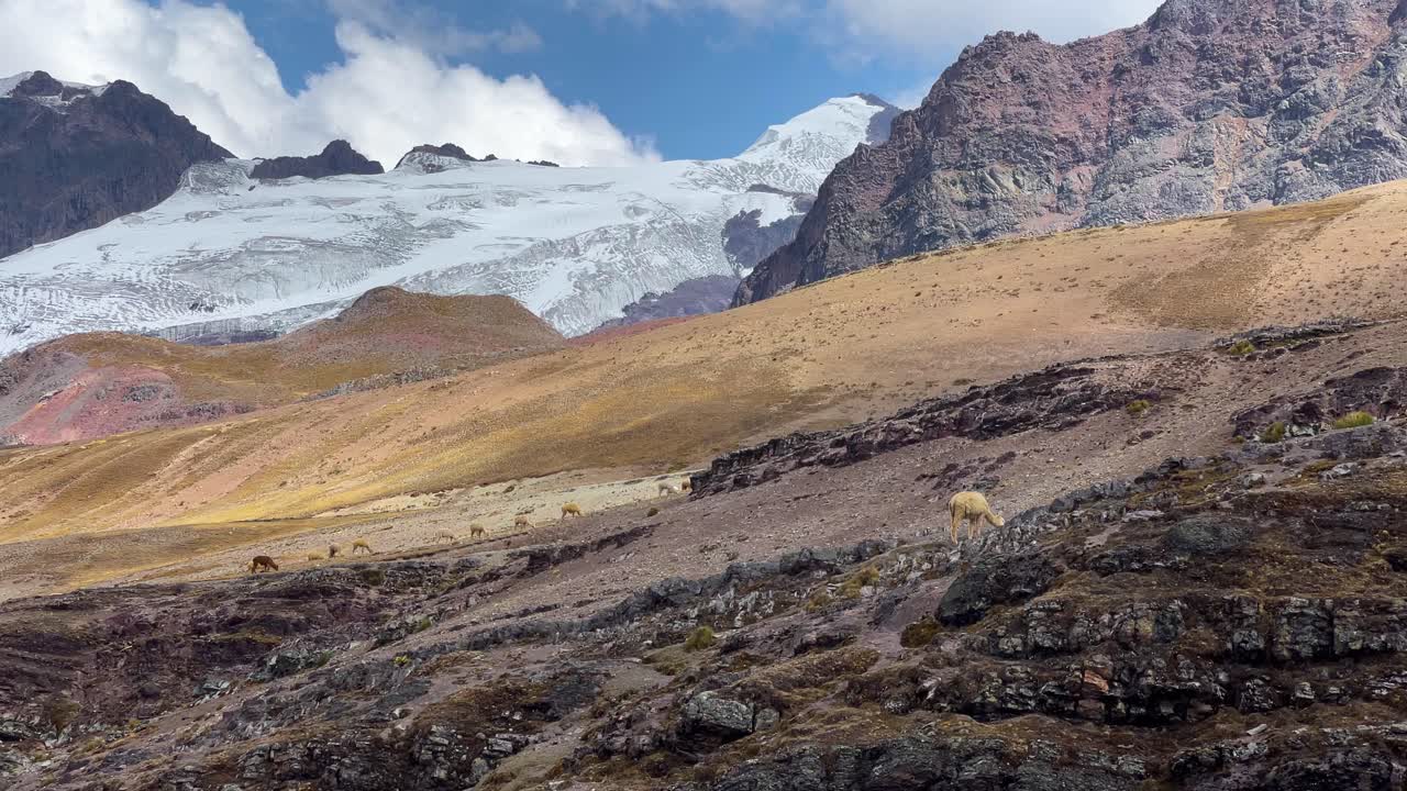 llamas y alpacas en la cordillera de los andes en perú