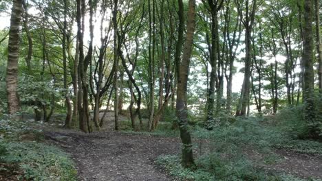 Moving-through-woodlands-trees---foliage