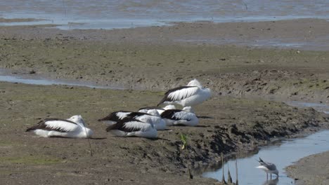 tattler de cola gris junto a las aves pelícanas en la explanada de los cañones de las vías fluviales