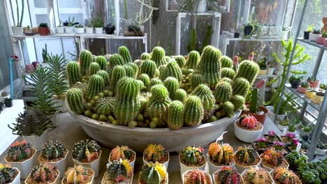 cacti displayed in a greenhouse environment