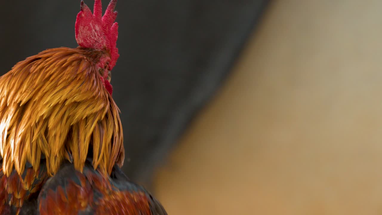 Un gallo vivace gira la testa, mostrando il piumaggio dorato e una cresta rossa su sfondo sfocato