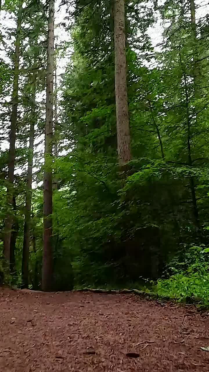 escena de bosque sereno con vegetación exuberante