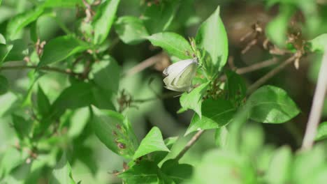 white butterflies mating while hanging on green leaves, slow motion