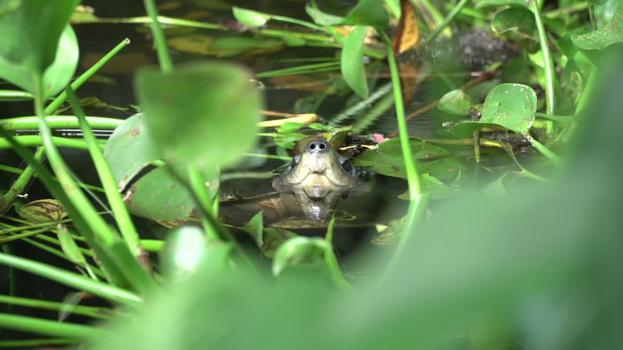 turle protruding nose out of water surrounded water-fern in conservation area