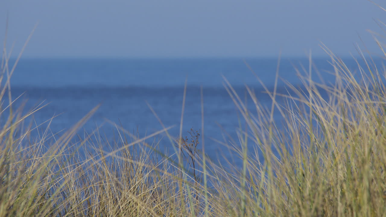 pulling focus from the sea onto Marram grass