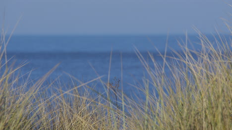 pulling focus from the sea onto marram grass