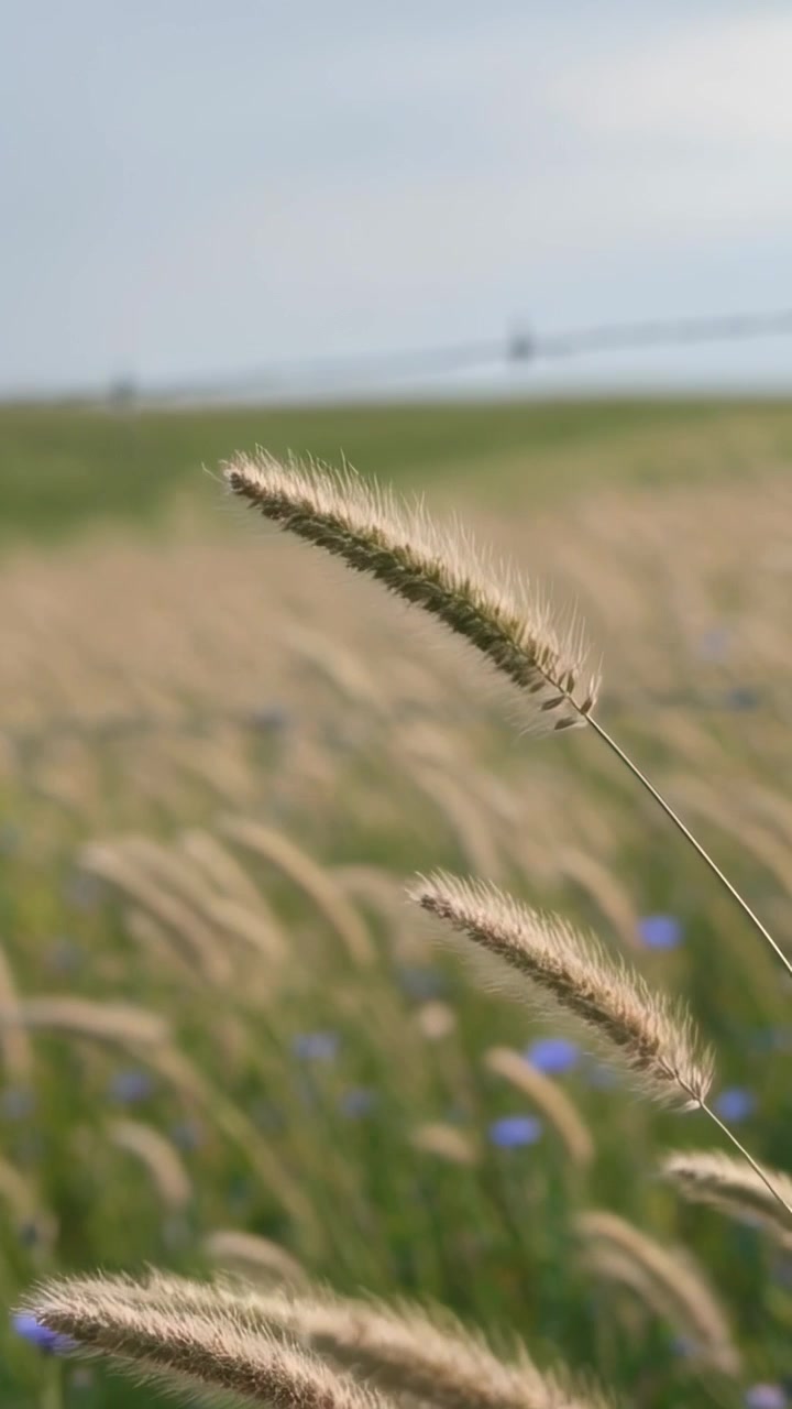 Video verticale: Spighe di coda di volpe che ondeggiano e si piegano nella brezza del prato, con fiori blu e spazio per il testo.
