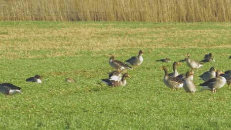 beautiful large flock of greylag goose breeding in the green agricultural field northern europe during migration season, sunny spring day, distant medium low angle shot