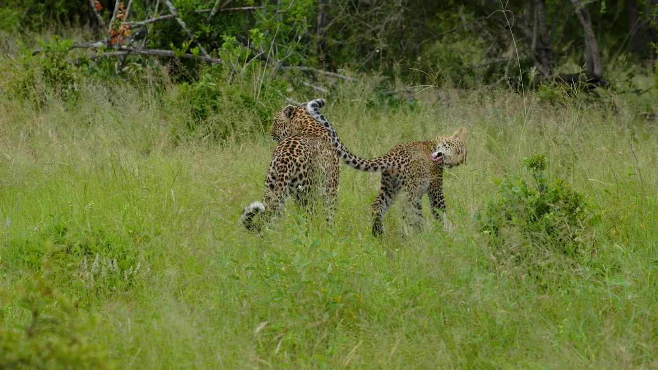 Güney Afrika'nın Büyük Kruger bölgesinde savan çalılıklarında hareket eden bir çift leoparın doğal yaban hayatı davranışlarını yakalayan otantik sinematik çekim.