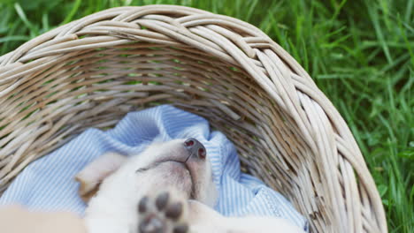 vista superior de las manos de una chica caucásica acariciando a un cachorro labrador durmiendo en una canasta en el parque