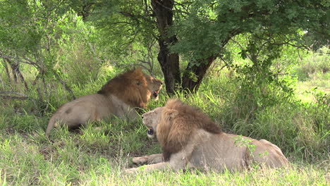 Zoom-out-shot-of-male-lions-resting-under-cool-shade-of-tree