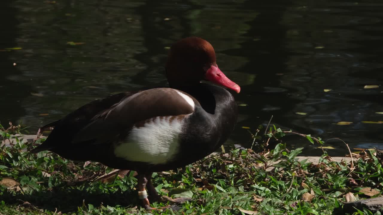 Sucul kuş, Kızıl Başlı Patka
