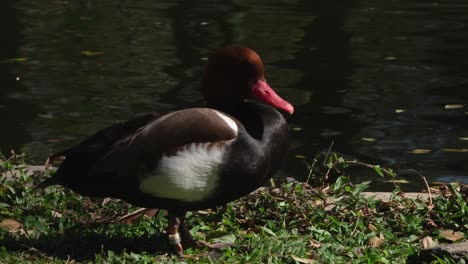 Aves-Acuáticas-Acuáticas,-Porrón-De-Cresta-Roja