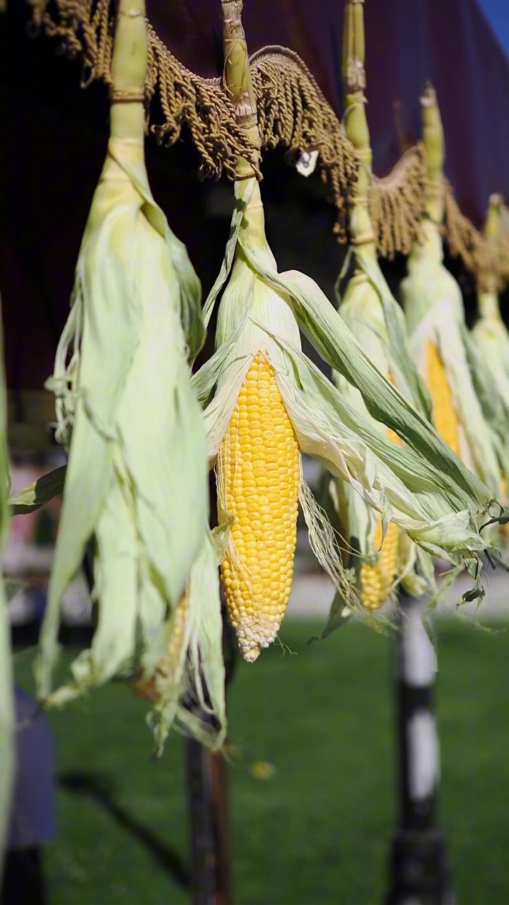 Fresh Corn Cobs Hanging for Display at Outdoor Market