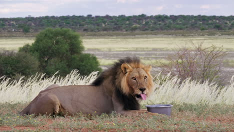 un león de crin negro bebiendo agua de un recipiente mientras descansa en la sabana en el parque transfronterizo de kgalagadi, sudáfrica - tiro medio