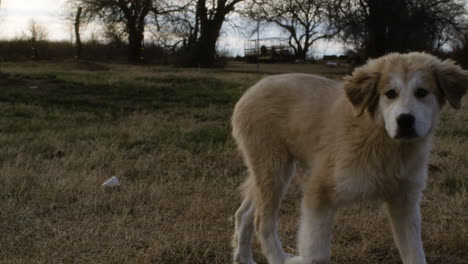 adorable cachorro gran perro de los pirineos jugando corriendo afuera con otros perros