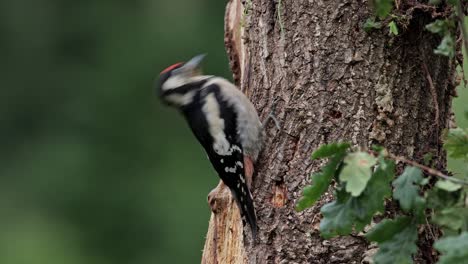 Adorable-Dendrocopos-major-bird-sitting-on-tree-trunk-in-nature