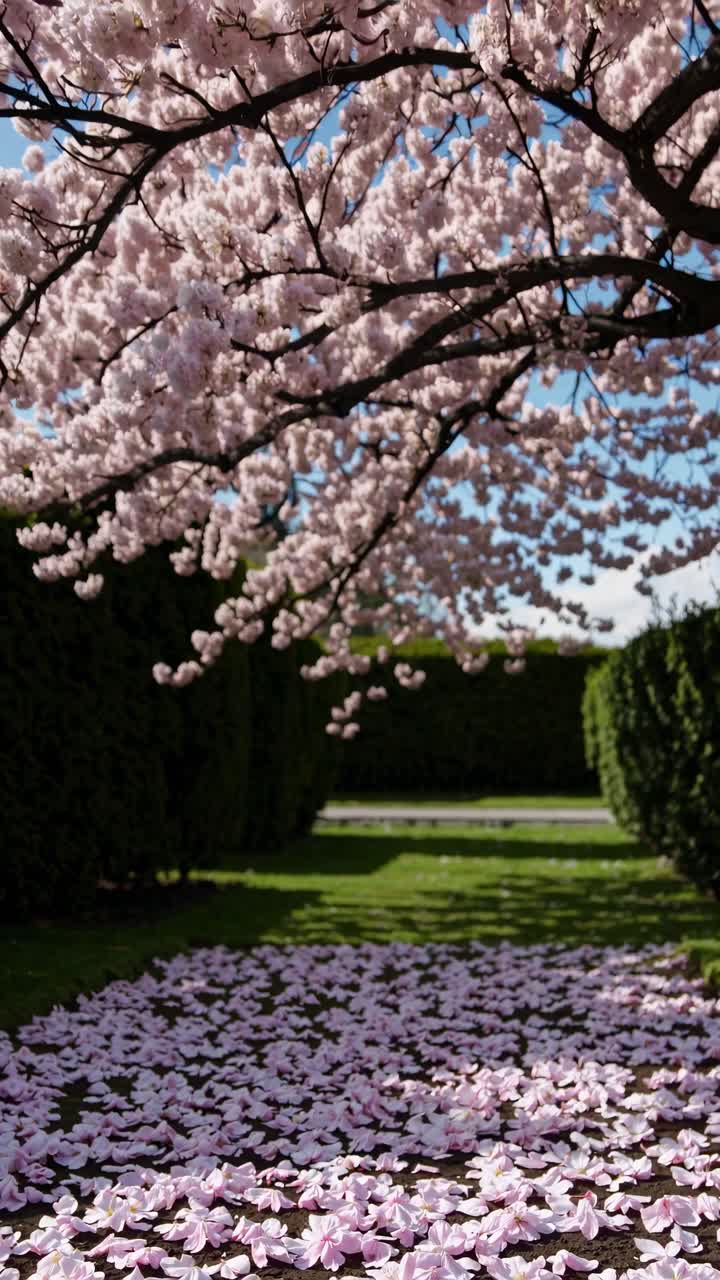 Low-angle video frame of a cherry blossom tree in full bloom, showcasing vibrant pink flowers