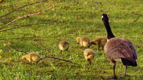 freshly hatched geese explore land and water in detailed slow-motion.