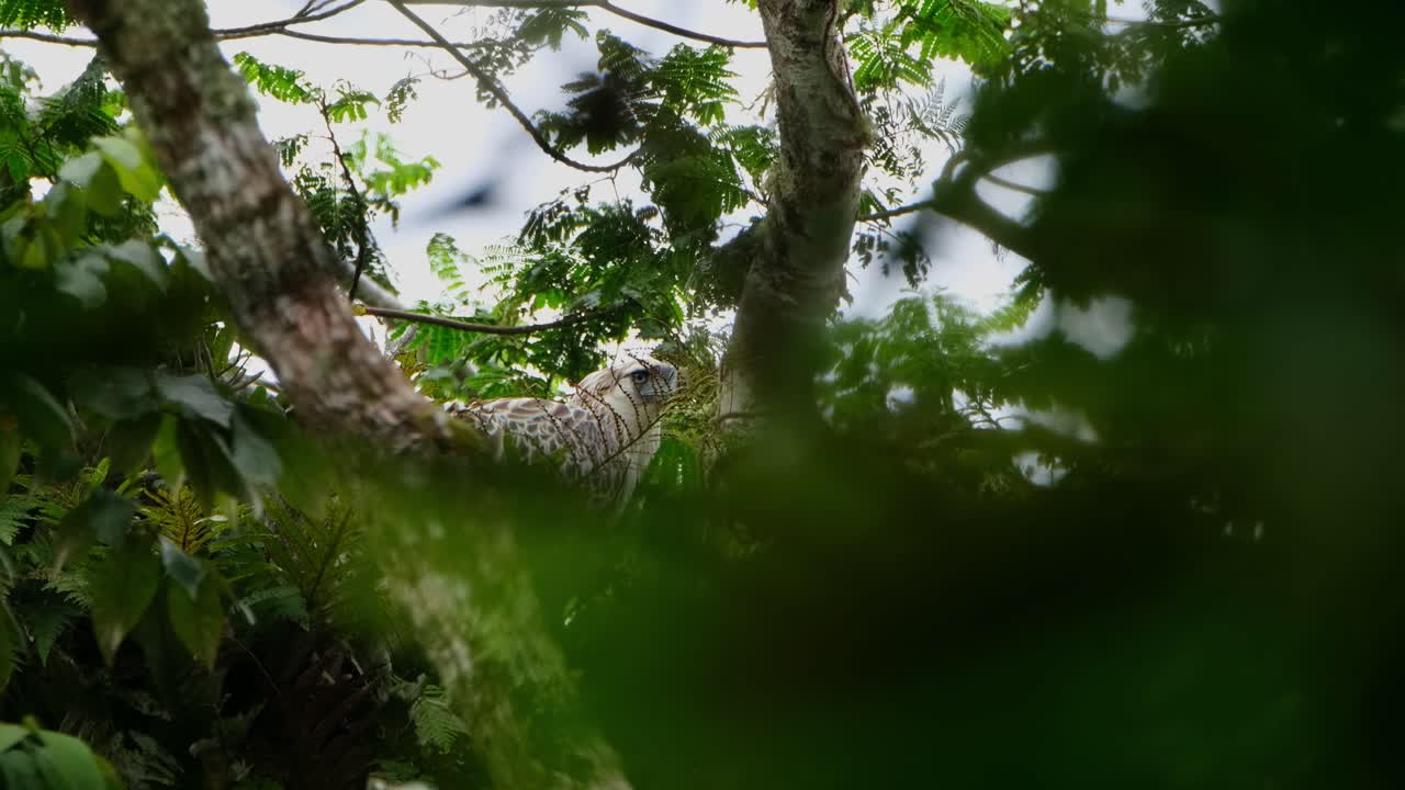 카메아가 좌우로 슬라이드하고 으로 확대하여 정글의 깊은 나무에 있는 이 독수리, 필리핀 독수리 피테코파가 제페리 (pithecophaga jefferyi) 를 보여줍니다.