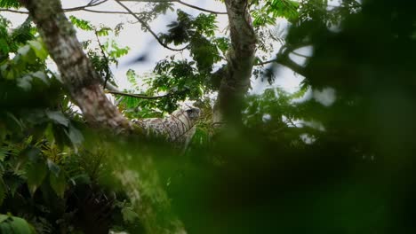 camea slides to the left and zooms out showing this eagle deep in the tree in the jungle, philippine eagle pithecophaga jefferyi, philippines