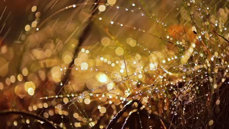 abstract blurred background of summer rain in sunny forest close-up. nature background.