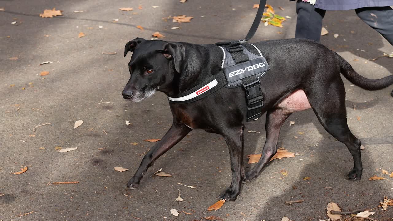 perro con correa caminando con el dueño en el parque