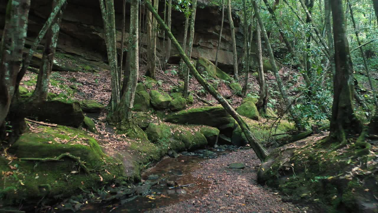 Drone flying through cine forest creek
