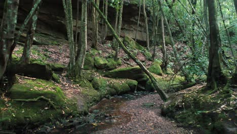 drone flying through cine forest creek