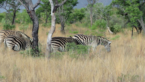 group of zebras walking and eating grass in south africa. a baby zebra follows its mother. the zebras have the distinct brown or so called shadow stripes. the sky is dark with a rainstorm closing in.