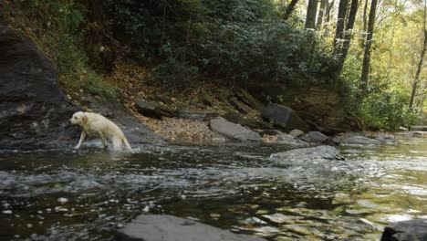 river dog (slow motion)