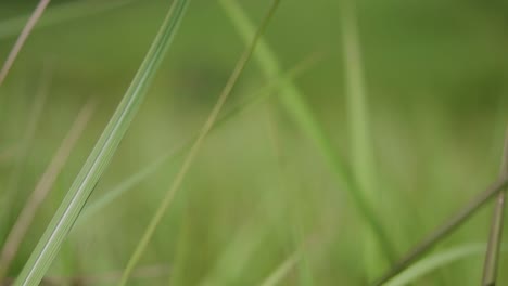 Una-Hierba-Perenne-Originaria-De-Asia-Tropical-Y-Subtropical-Y-También-Introducida-En-Varios-Países