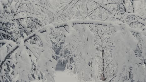 snowscape forest nature during snowstorm. close-up shot