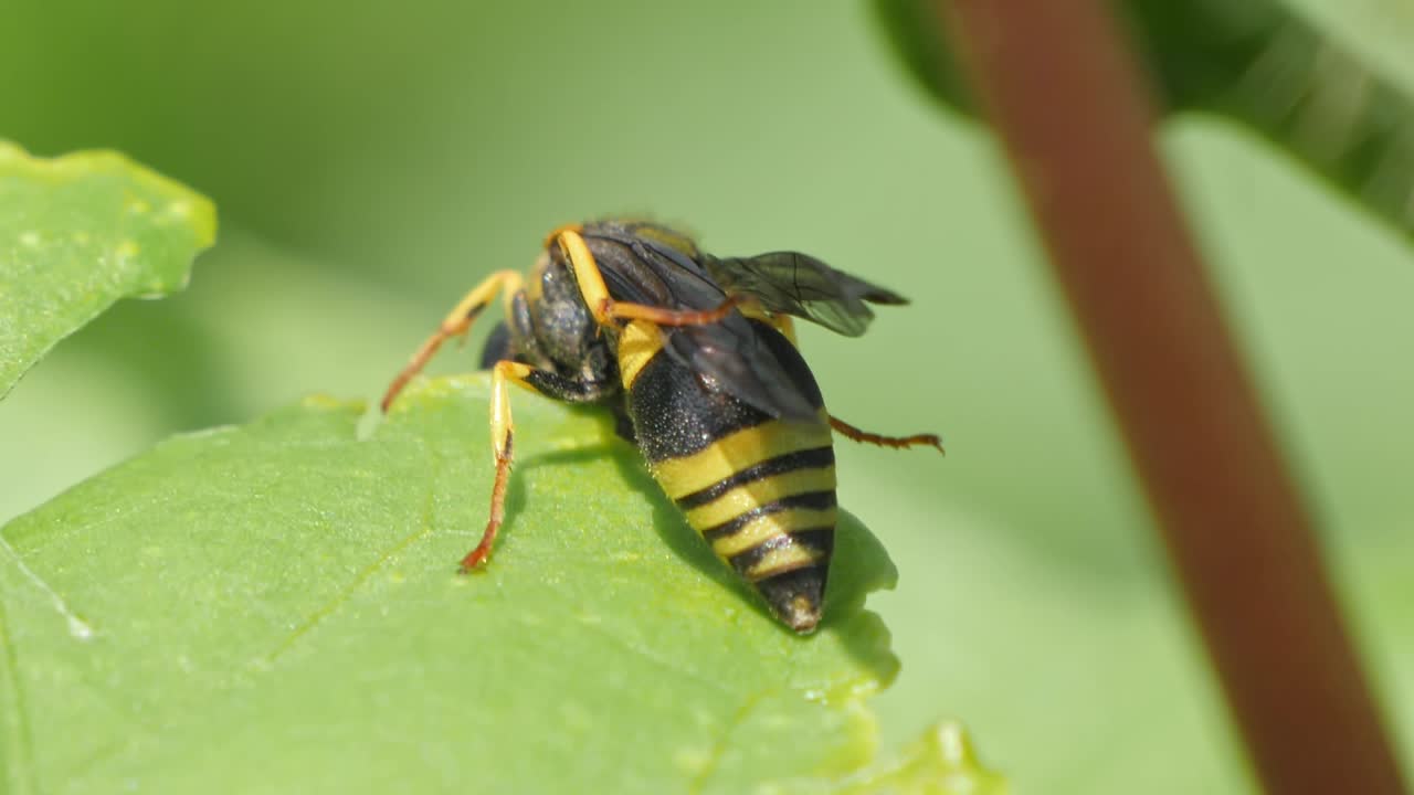 primer plano de una avispa
